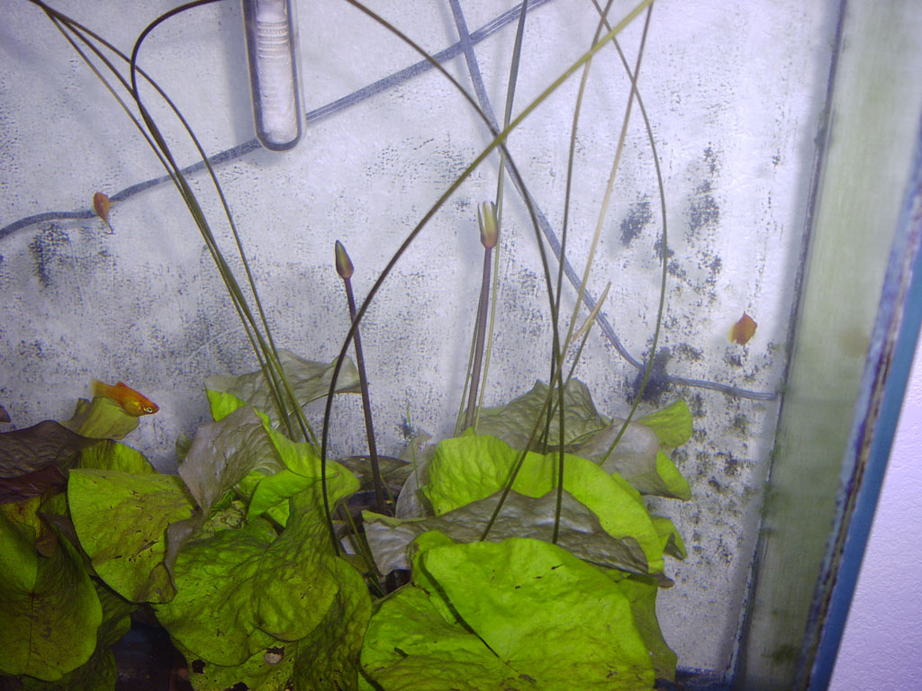 Nymphaea minuta Dec 31 05 submerged buds Image009